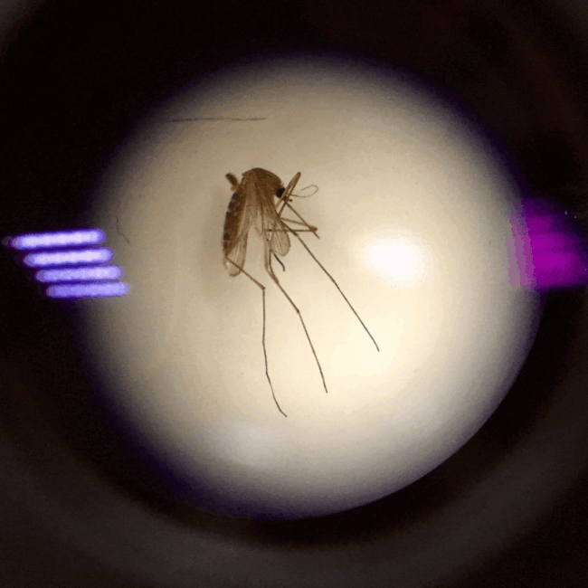 Plat_Mosquito diseases carried