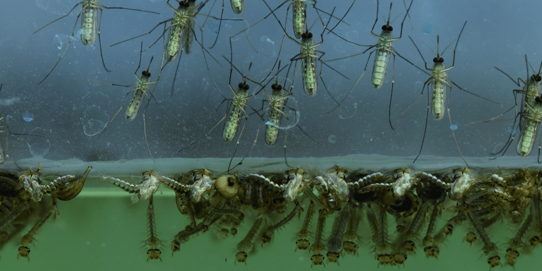 Plat_Mosquito habitat