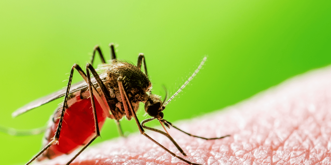 Plat_Mosquito_Pyrethrum