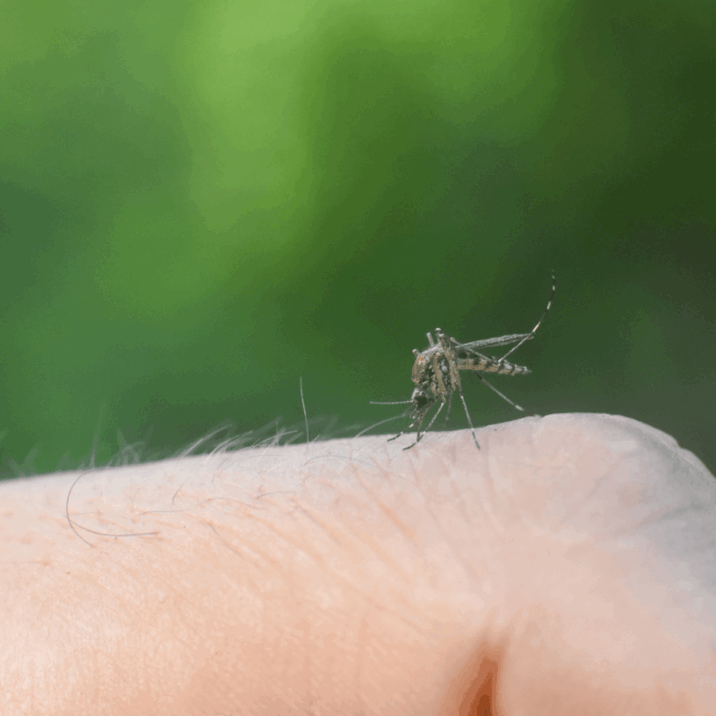 Plat_msquito human