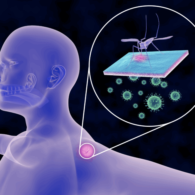 Plat_msquito illness